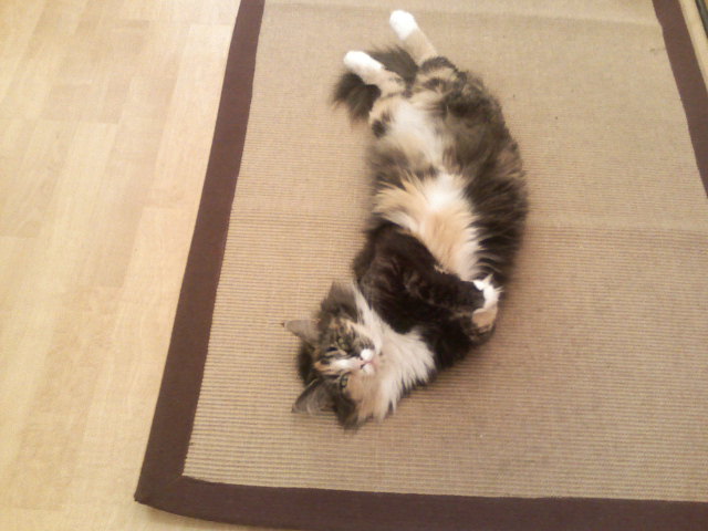 photo of relaxed kitty