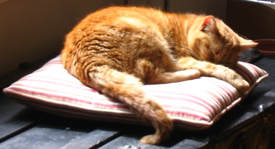 photo of kitty napping in sunshine