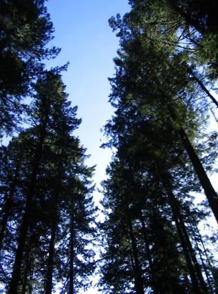 Photo of trees