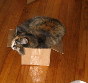 Photo of kitty stuck in box