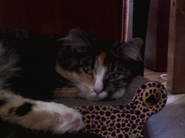 Photo of cat