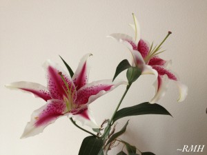 Photo of Stargazer Lily flowers