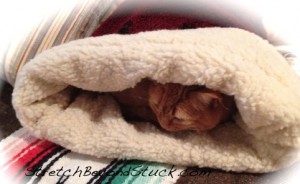 IMG_0878cozykittyS Photo of tired kitty